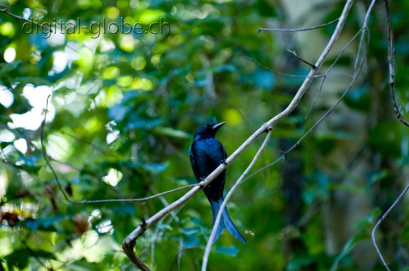 Uccello, endemico, Madagascar, fotografia, Bemaraha