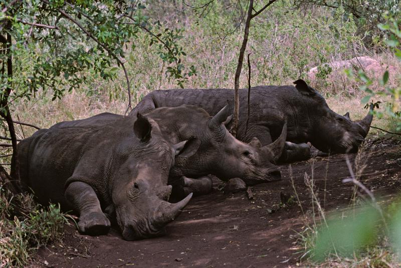 Rhinoceroses Maasai Mara
